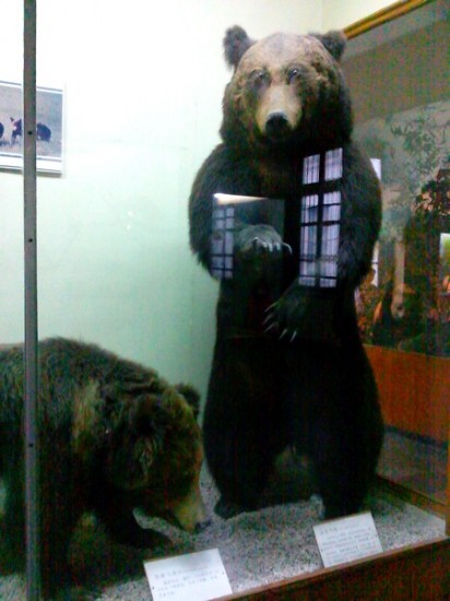 bear