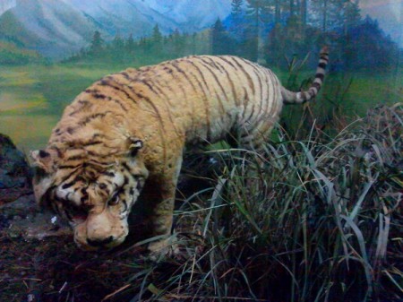 tigr