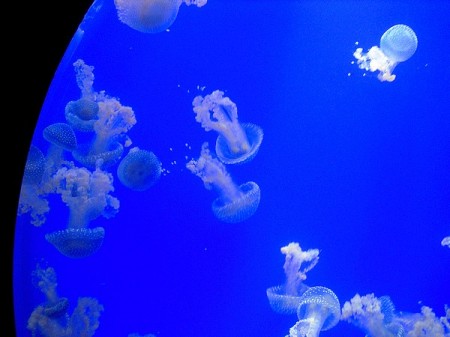 jellyfish