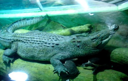 krokody