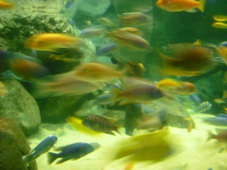 ryba9