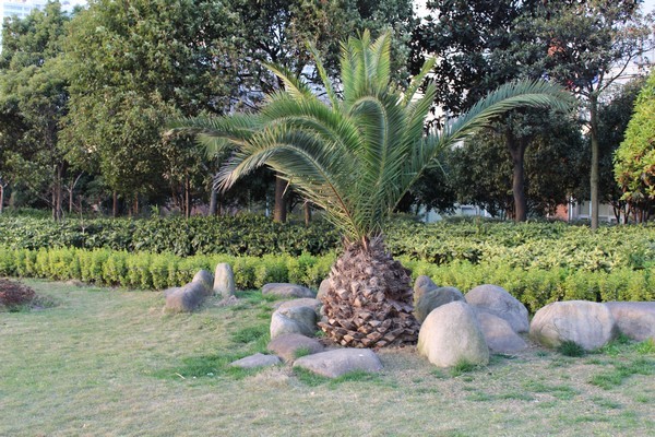 ananas