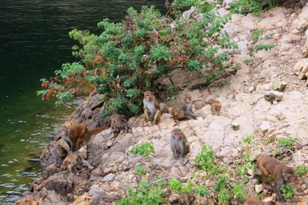 monkey1