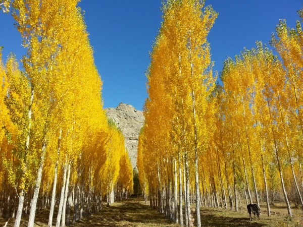 xinjiang (3)